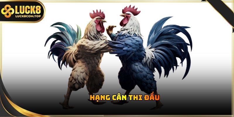 Hệ thống đá gà Luck8 phân chia gà chiến thành các nhóm hạng cân tương đồng