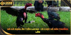 Đá gà mạng ăn tiền Luck8